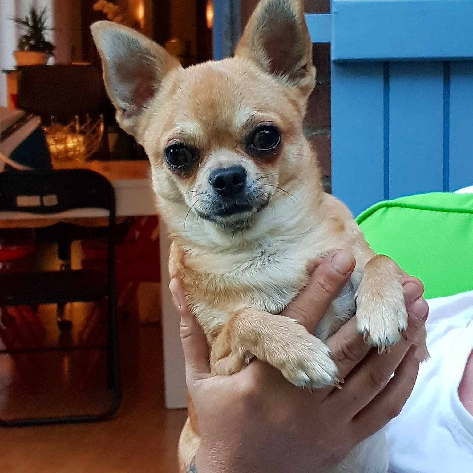 Maya