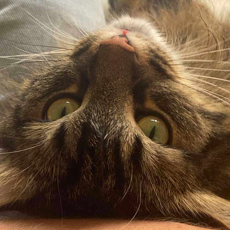 Simba participe au concours pour gagner de l'argent avec cette photo : animal, cat, close_up, cozy, curious, cute, domestic, feline, fur, green_eyes, indoor, lying_down, person_arm, pet, portrait, relaxing, skin, tabby, upside_down, whiskers