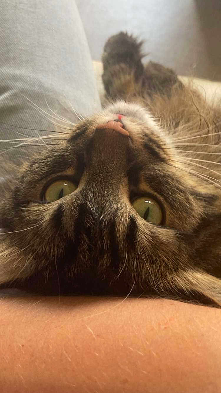 Simba participe au concours pour gagner de l'argent avec cette photo : cat, tabby, green_eyes, whiskers, close_up, pet, feline, fur, animal, domestic, cute, lying_down, upside_down, person_arm, skin, relaxing, indoor, cozy, curious, portrait