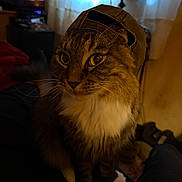 Lucky joined the competition — help win amazing prizes! cat, tabby, pet, indoor, hat, feline, whiskers, white_paws, white_chest, curtains, television, dim_lighting, cozy, animal, domestic, sitting, fur, ears, eyes, room