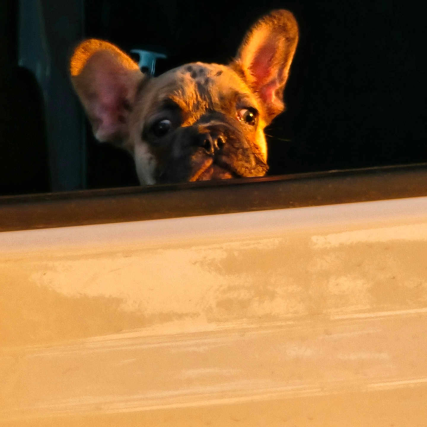 Yodi joined the competition — help win amazing prizes! dog, french_bulldog, puppy, animal, pet, curious, peeking, face, ears, sunlight, shadow, close_up, brown, black, window, indoors, cute, expression, muzzle, portrait