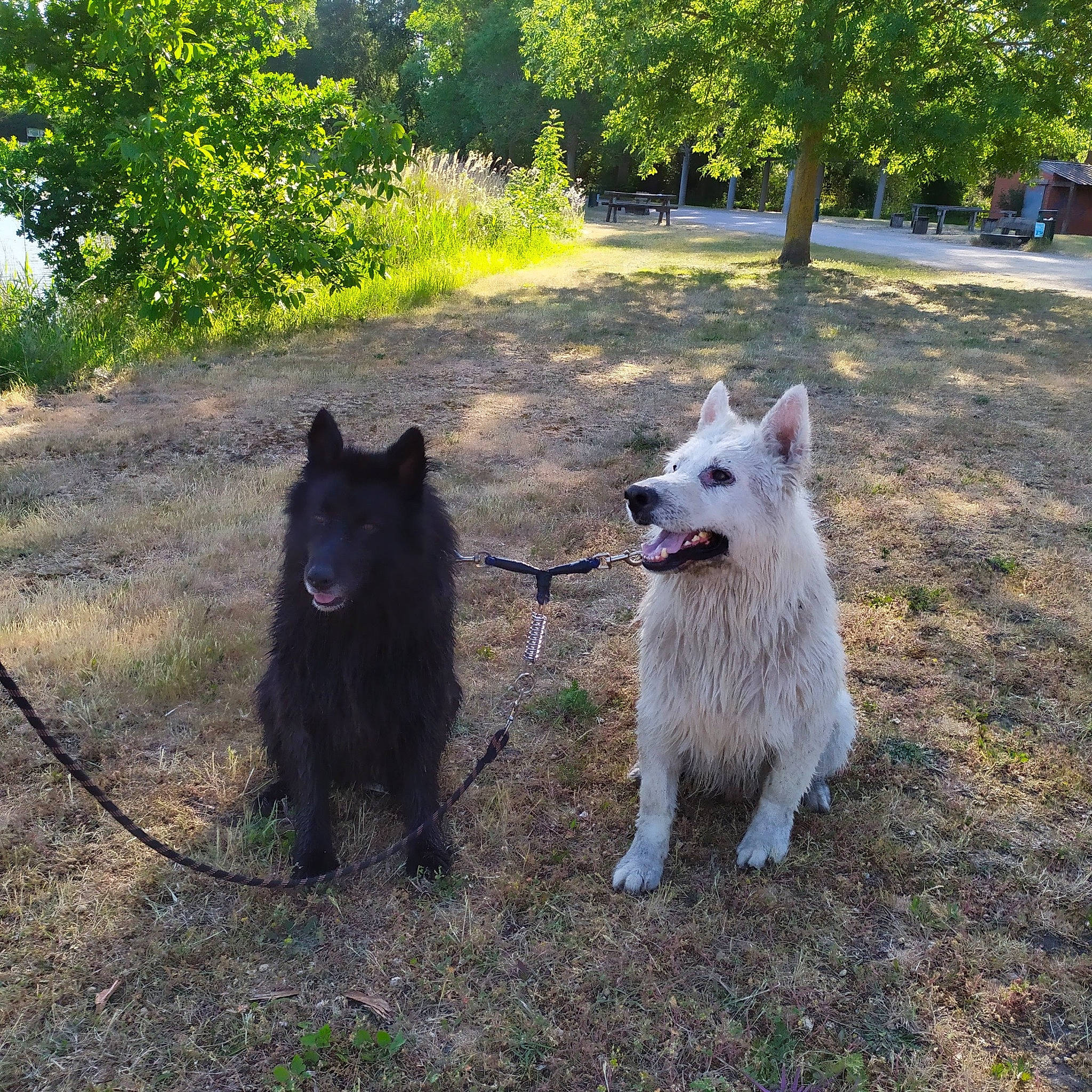 Jeigger participe au concours pour gagner de l'argent avec cette photo : canidae, carnivore, companion_dog, dog, dog_breed, giant_dog_breed, grass, groenendael, herding_dog, mudi, non_sporting_group, plant, sporting_group, tail, terrestrial_animal, tree, working_animal, working_dog