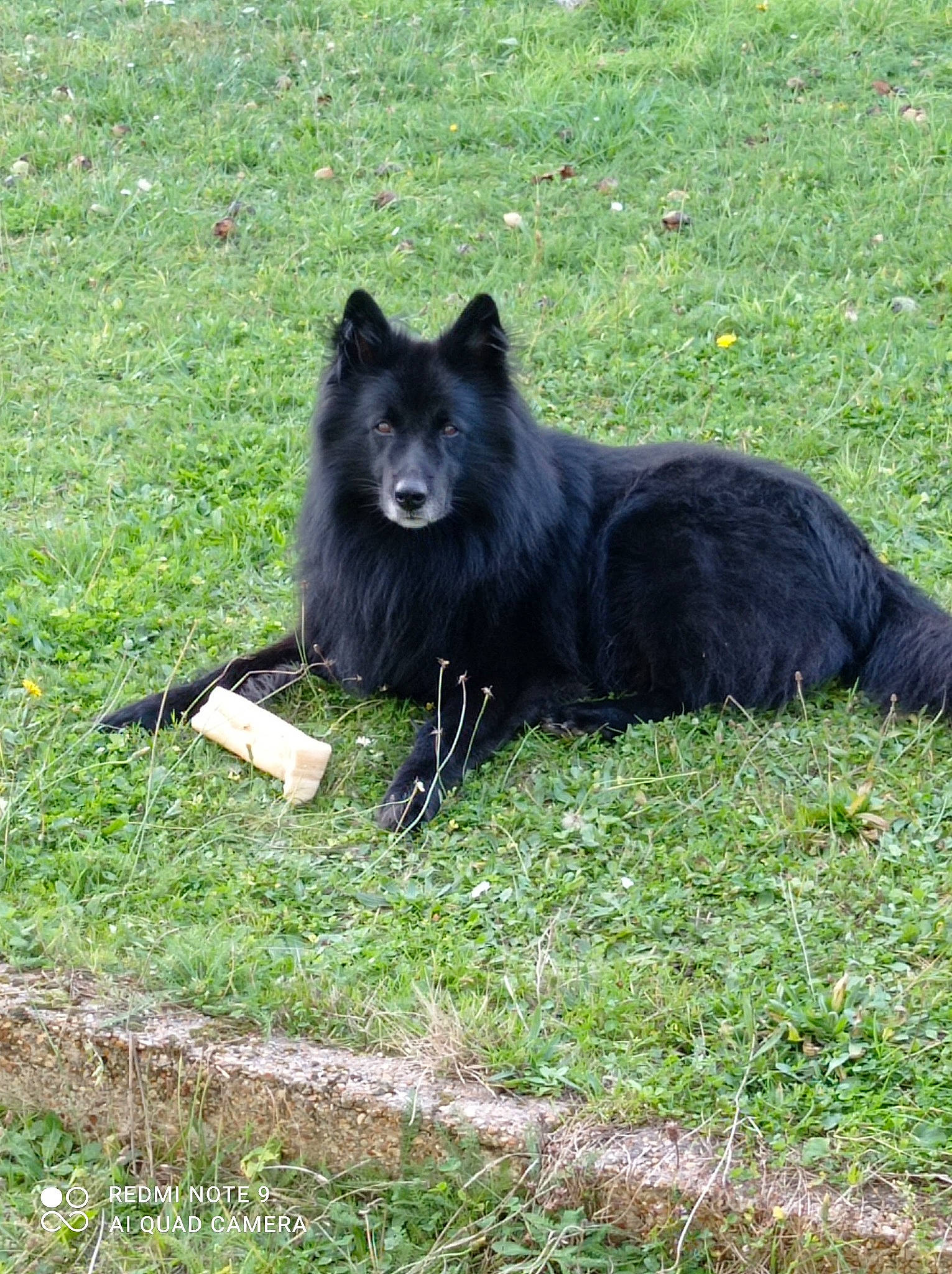 Jeigger participe au concours pour gagner de l'argent avec cette photo : canidae, carnivore, dog_breed, fur, german_spitz_klein, german_spitz_mittel, grass, grassland, herding_dog, non_sporting_group, snout, spitz, sporting_group, terrestrial_animal, wildlife, working_dog