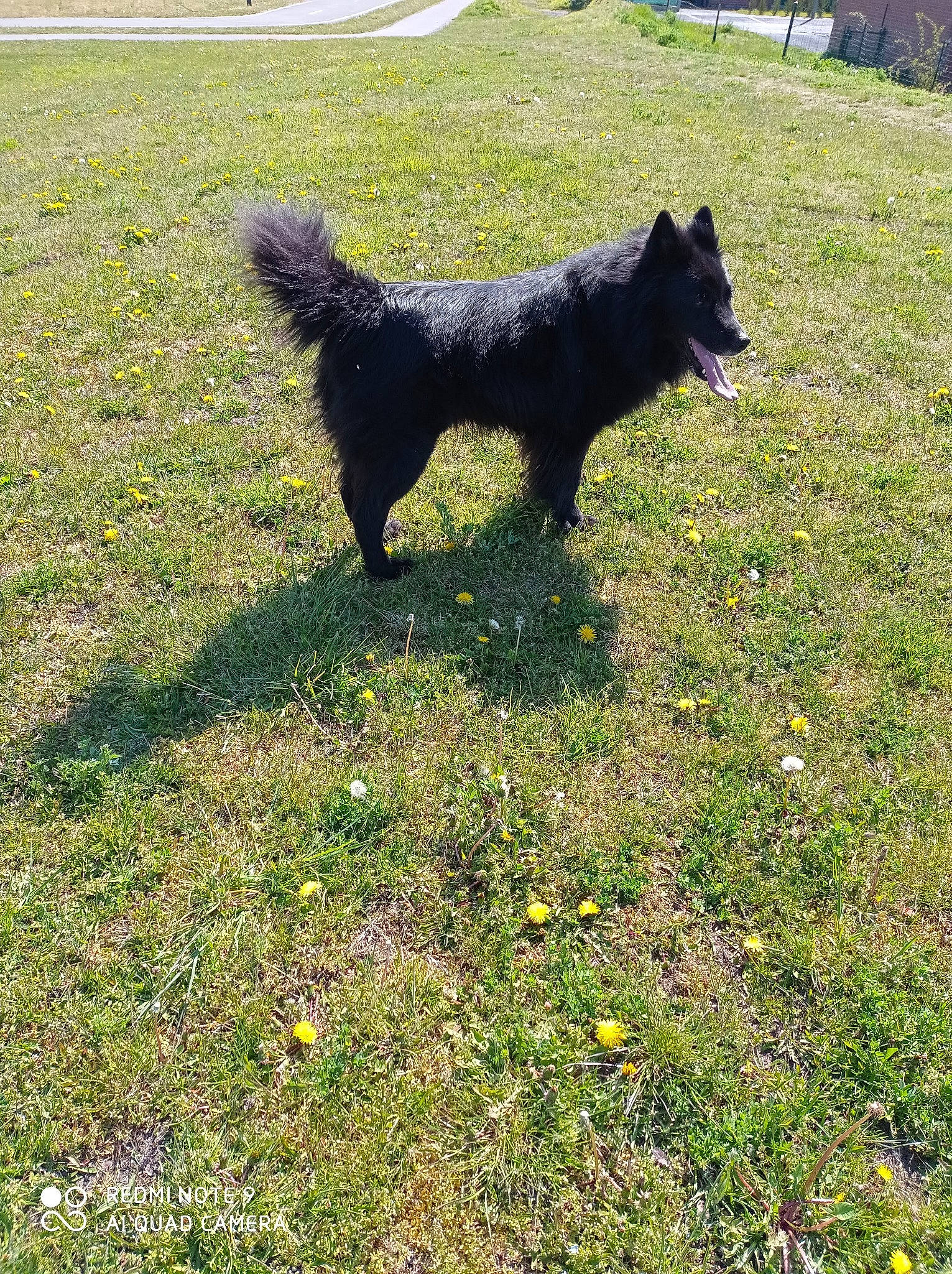 Jeigger participe au concours pour gagner de l'argent avec cette photo : carnivore, companion_dog, croatian_sheepdog, dog, dog_breed, grass, grassland, groundcover, herding_dog, lawn, non_sporting_group, shadow, tail, working_animal, working_dog