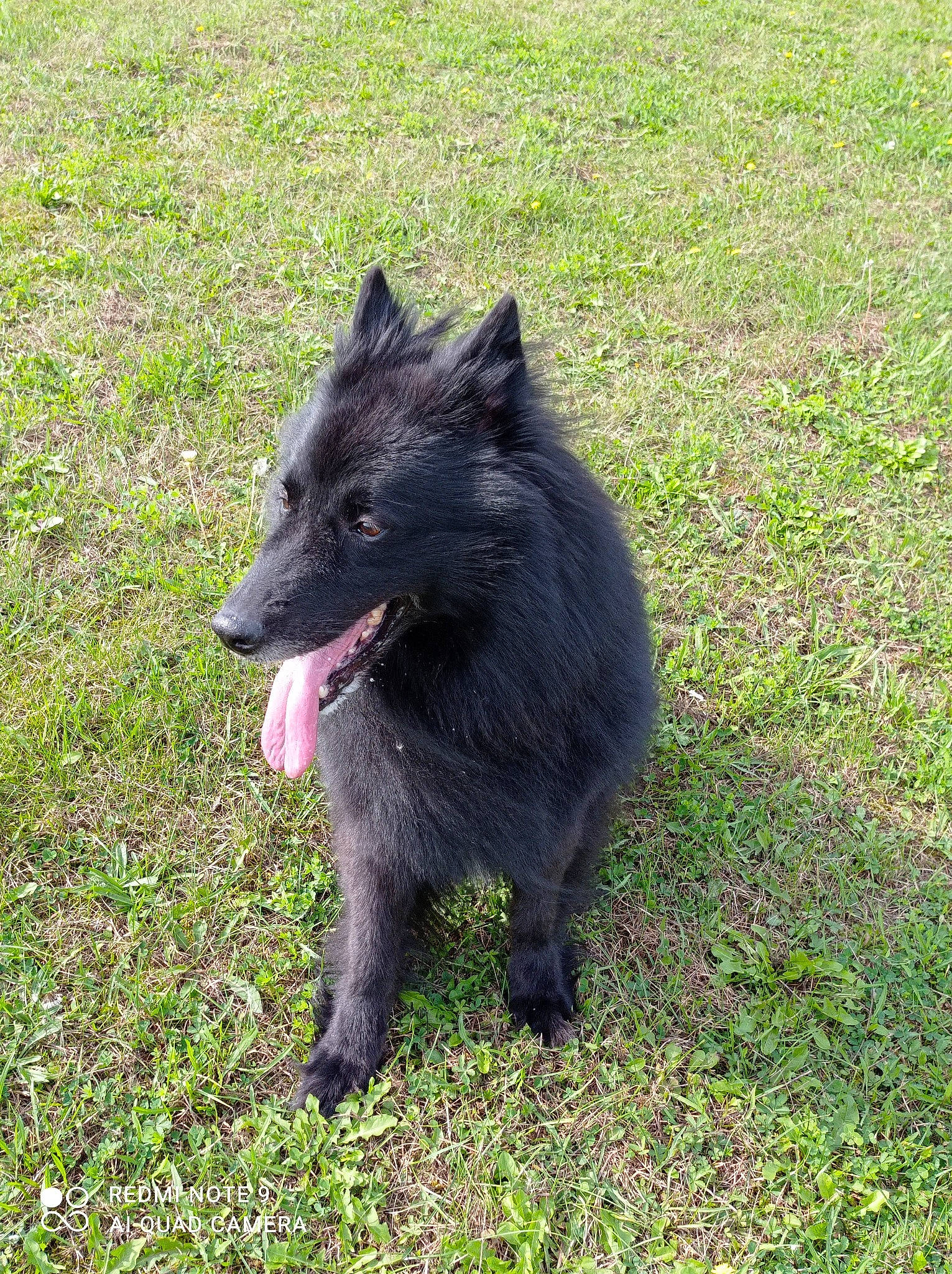 Jeigger participe au concours pour gagner de l'argent avec cette photo : black_norwegian_elkhound, canidae, carnivore, companion_dog, dog, dog_breed, fur, german_spitz_mittel, grass, herding_dog, non_sporting_group, snout, sporting_group, terrestrial_animal, working_dog