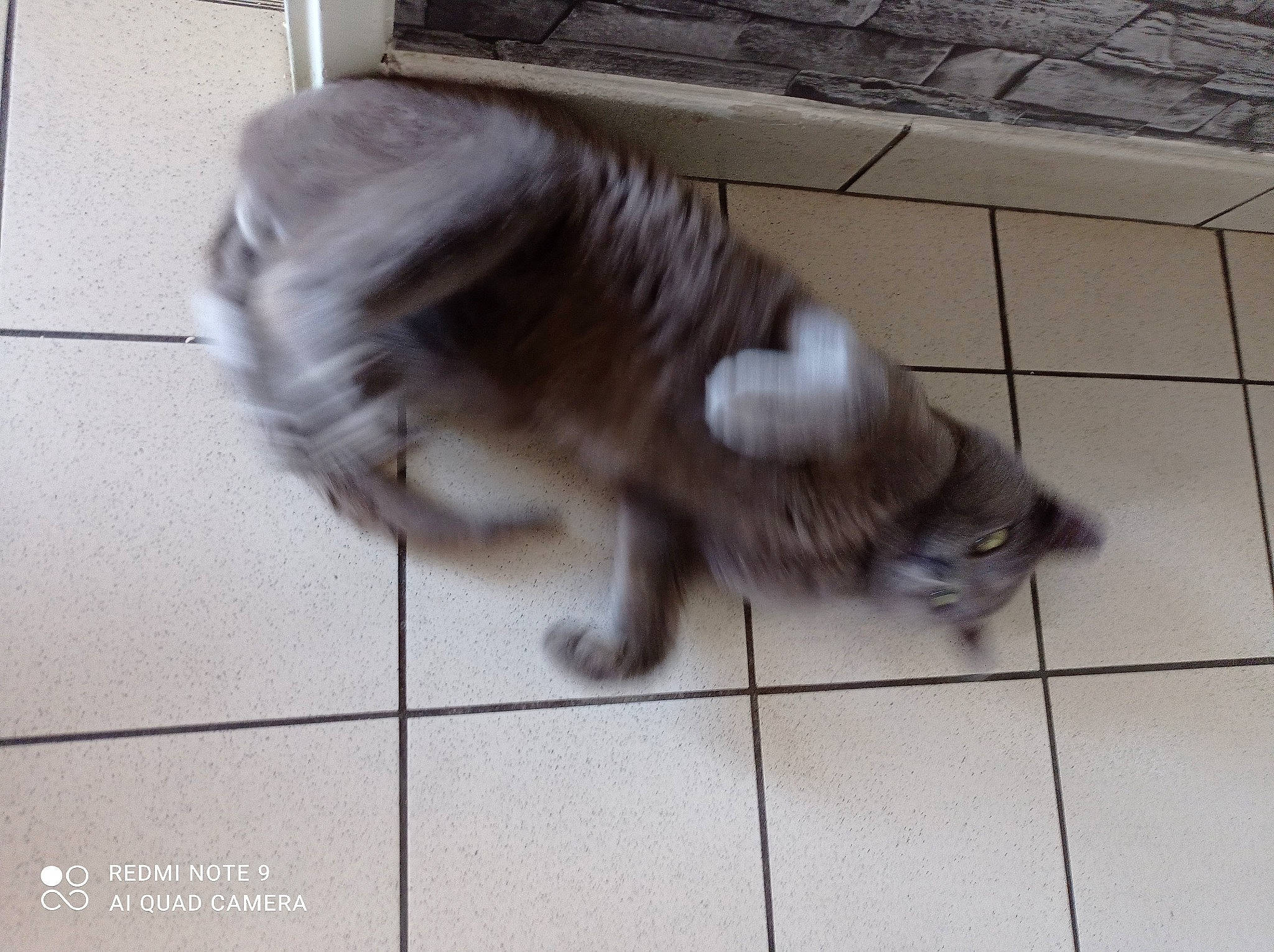 Léo a rejoint le concours — aidez-le/la à gagner de superbes lots ! canidae, carnivore, claw, companion_dog, dog_breed, fawn, felidae, floor, flooring, fur, hardwood, liver, paw, small_to_medium_sized_cats, snout, sporting_group, tail, tile_flooring, whiskers, wood