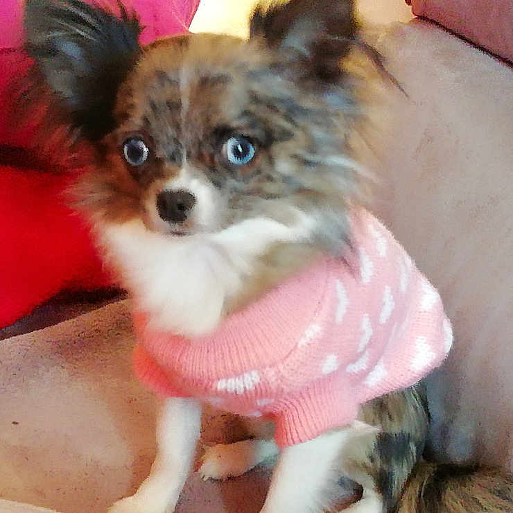 Bianca