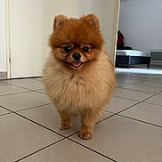 Skarlette participe au concours pour gagner de l'argent avec cette photo : dog, pomeranian, small_dog, fluffy, brown_fur, portrait, standing, indoors, tile_floor, doorway, room, furniture, wall, cross, happy, smiling, open_mouth, pets, companion_animal, photography