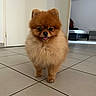 dog, pomeranian, small_dog, fluffy, brown_fur, portrait, standing, indoors, tile_floor, doorway, room, furniture, wall, cross, happy, smiling, open_mouth, pets, companion_animal, photography