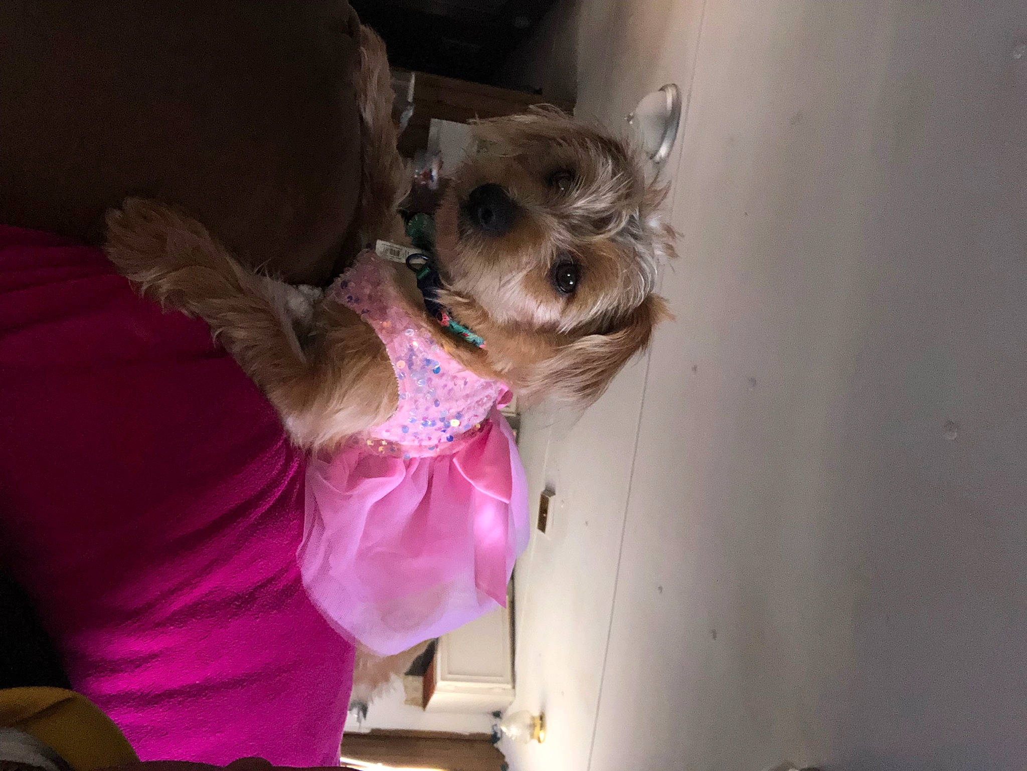 Mia Chevalier is registered to the contest to win money with this photo: canidae, carnivore, chinese_crested_dog, collar, companion_dog, dog, dog_breed, dog_clothes, dog_collar, dog_supply, ear, fawn, felidae, pet_supply, pink, snout, sporting_group, toy_dog, whiskers, working_animal