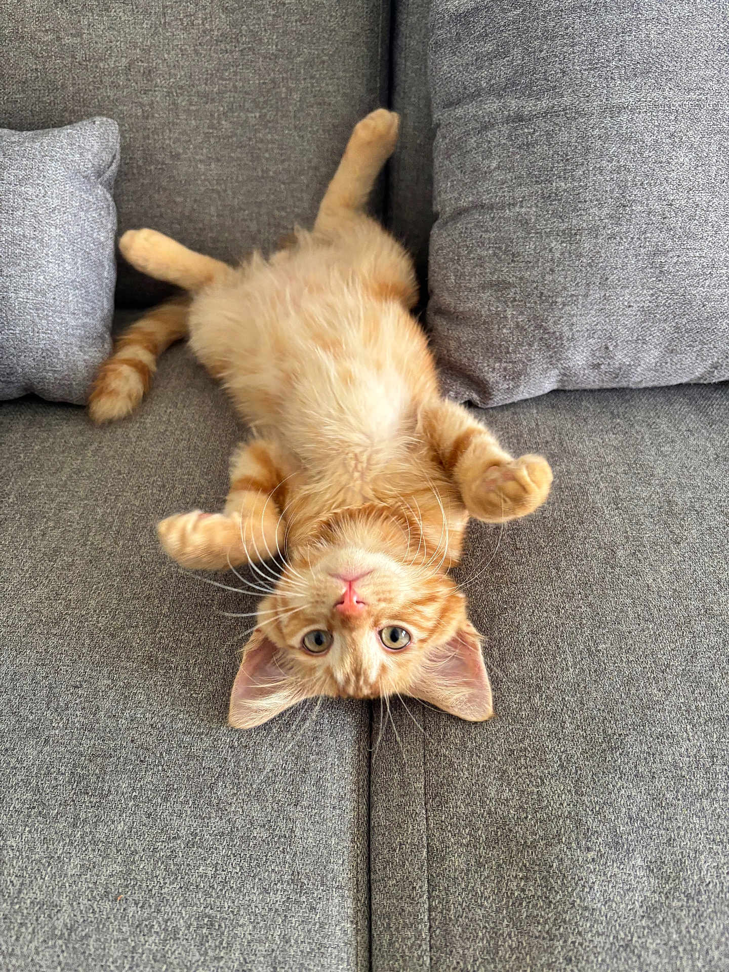 Chanel participe au concours pour gagner de l'argent avec cette photo : kitten, cat, orange_tabby, upside_down, couch, gray_couch, cushions, pet, feline, whiskers, playful, indoor, cute, fur, small_animal, domestic_cat, relaxing, looking_at_camera, paws, young_cat