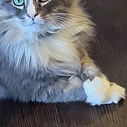 Tommy joined the competition — help win amazing prizes! cat, fluffy, fur, animal, pet, indoor, wooden_floor, curious, whiskers, ears, paws, mammal, cute, domestic, feline, relaxed, lying_down, eyes, closeup, portrait