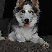 Sansa is registered to the contest to win money with this photo: dog, husky, blue_eyes, pet, canine, sitting, tongue_out, couch, indoor, fur, animal, relaxed, companion, paw, ears, face, cute, home, domestic, portrait