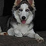 dog, husky, blue_eyes, pet, canine, sitting, tongue_out, couch, indoor, fur, animal, relaxed, companion, paw, ears, face, cute, home, domestic, portrait