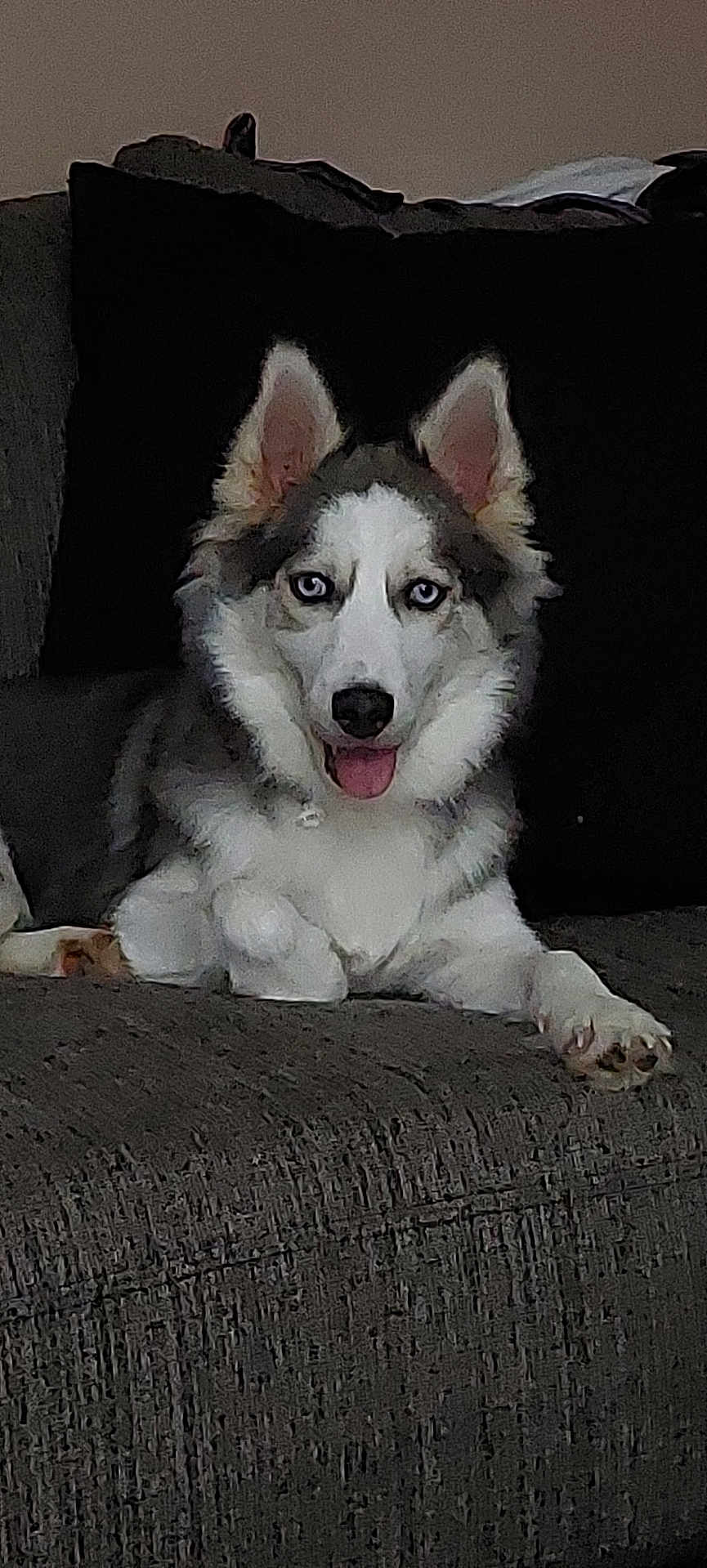 Sansa is registered to the contest to win money with this photo: dog, husky, blue_eyes, pet, canine, sitting, tongue_out, couch, indoor, fur, animal, relaxed, companion, paw, ears, face, cute, home, domestic, portrait