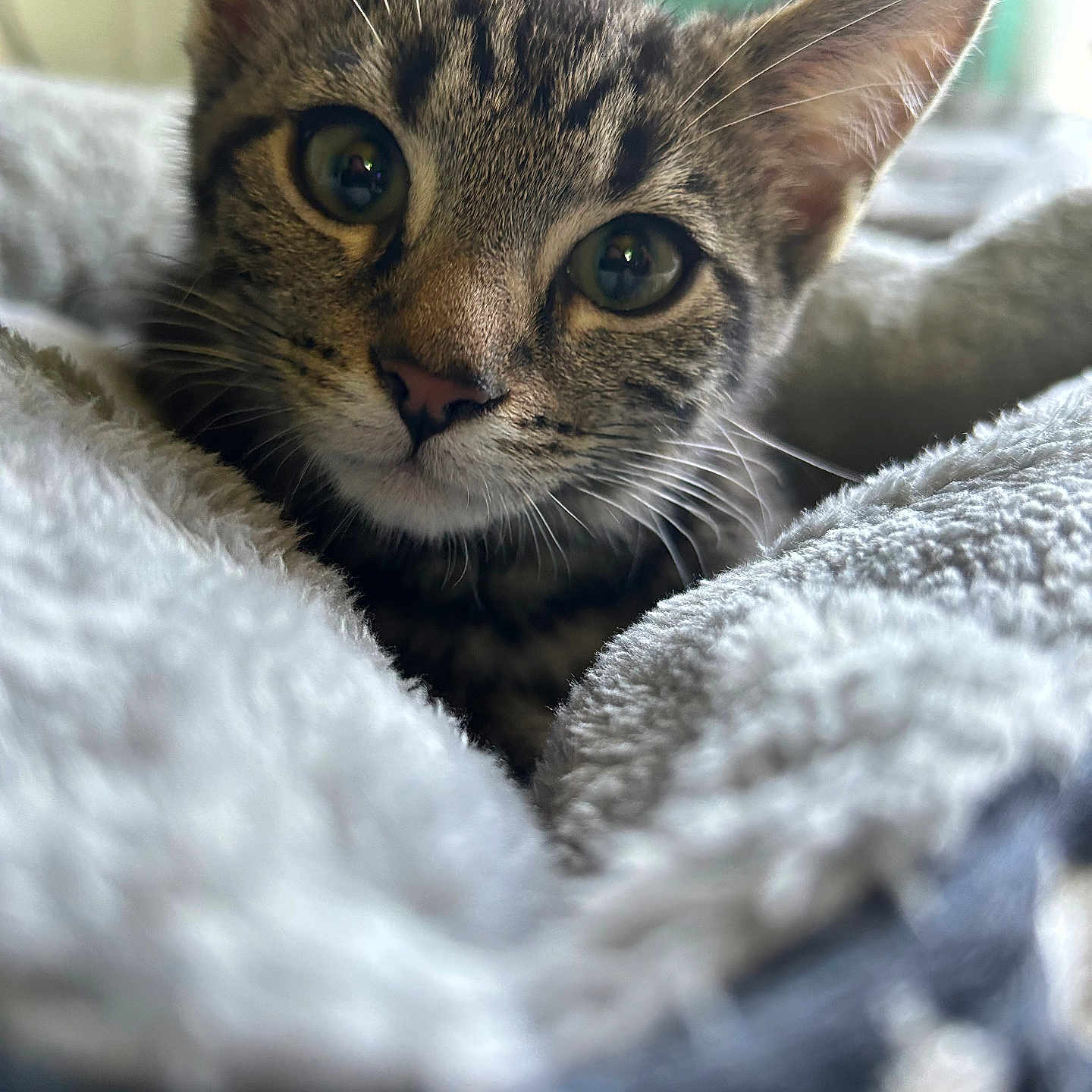 Pickles is registered to the contest to win money with this photo: animal, bed, blanket, cat, close_up, cozy, curious, cute, domestic_cat, ears, face, fur, indoor, kitten, pet, resting, soft, tabby, whiskers, young