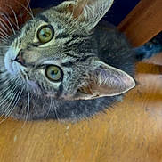 Pickles is registered to the contest to win money with this photo: cat, tabby, wooden_floor, chair_legs, curious, pet, whiskers, ears, indoor, feline, animal, close_up, looking_up, domestic_cat, fur, eyes, floor, home, cute, young_cat