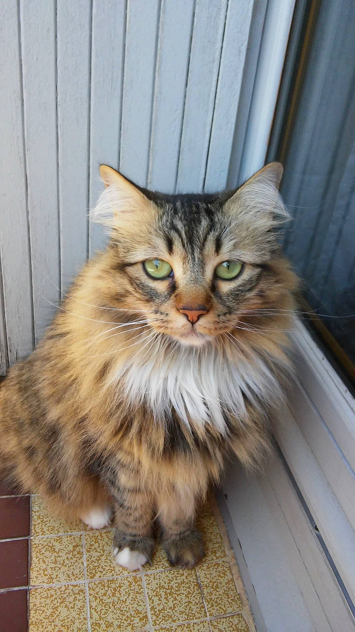 Icetea participe au concours pour gagner de l'argent avec cette photo : british_longhair, carnivore, cat, claw, domestic_short_haired_cat, fawn, felidae, flooring, fur, hardwood, maine_coon, norwegian_forest_cat, siberian, small_to_medium_sized_cats, snout, tail, terrestrial_animal, whiskers, wood