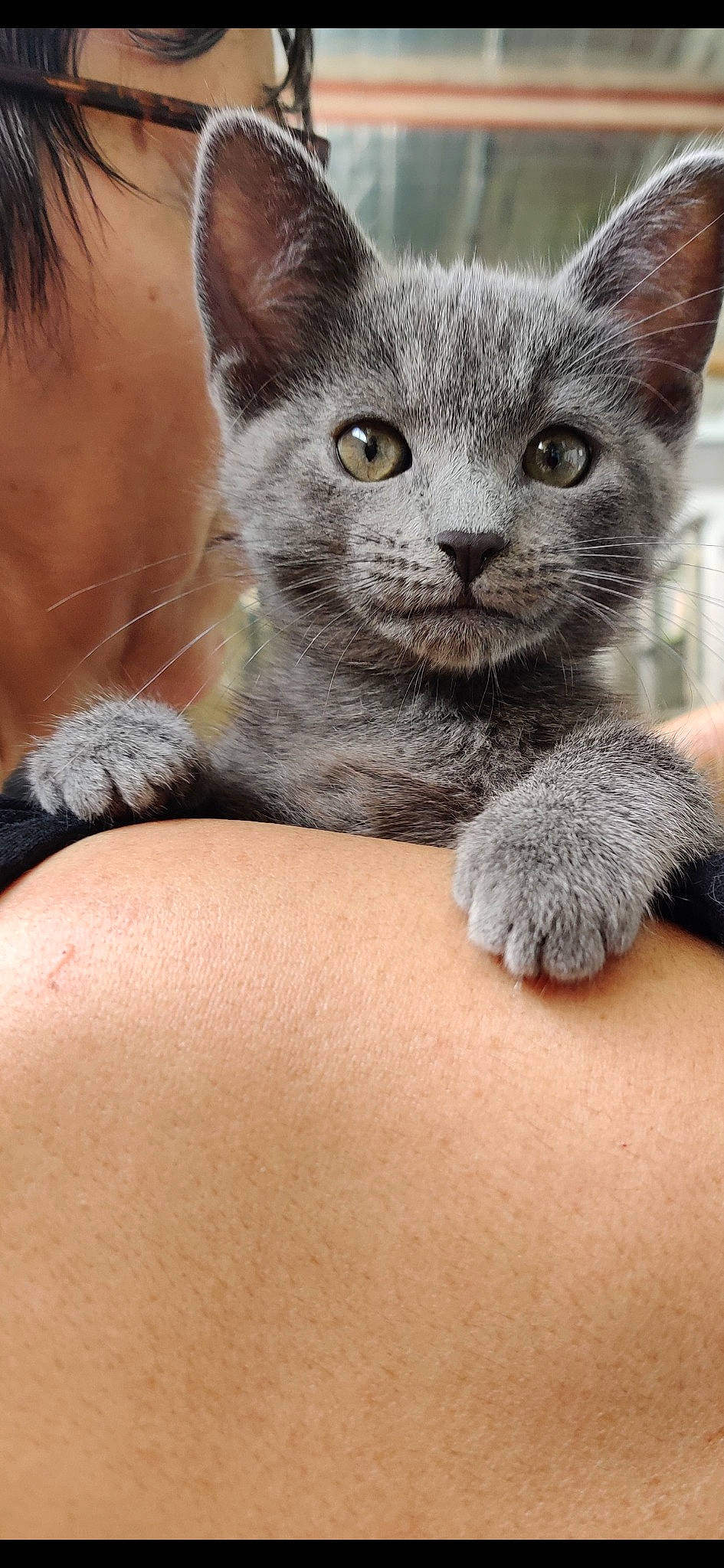 Salsa participe au concours pour gagner de l'argent avec cette photo : carnivore, cat, claw, close_up, domestic_short_haired_cat, felidae, fur, grey, paw, russian_blue, small_to_medium_sized_cats, snout, tail, terrestrial_animal, whiskers, wildlife