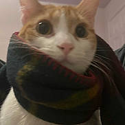 Jellybean is registered to the contest to win money with this photo: big_eyes, cat, close_up, cozy, cute, domestic_cat, ears, fabric, feline, indoor, nose, orange_cat, pet, portrait, scarf, soft_lighting, surprised_expression, wall_background, whiskers, white_fur