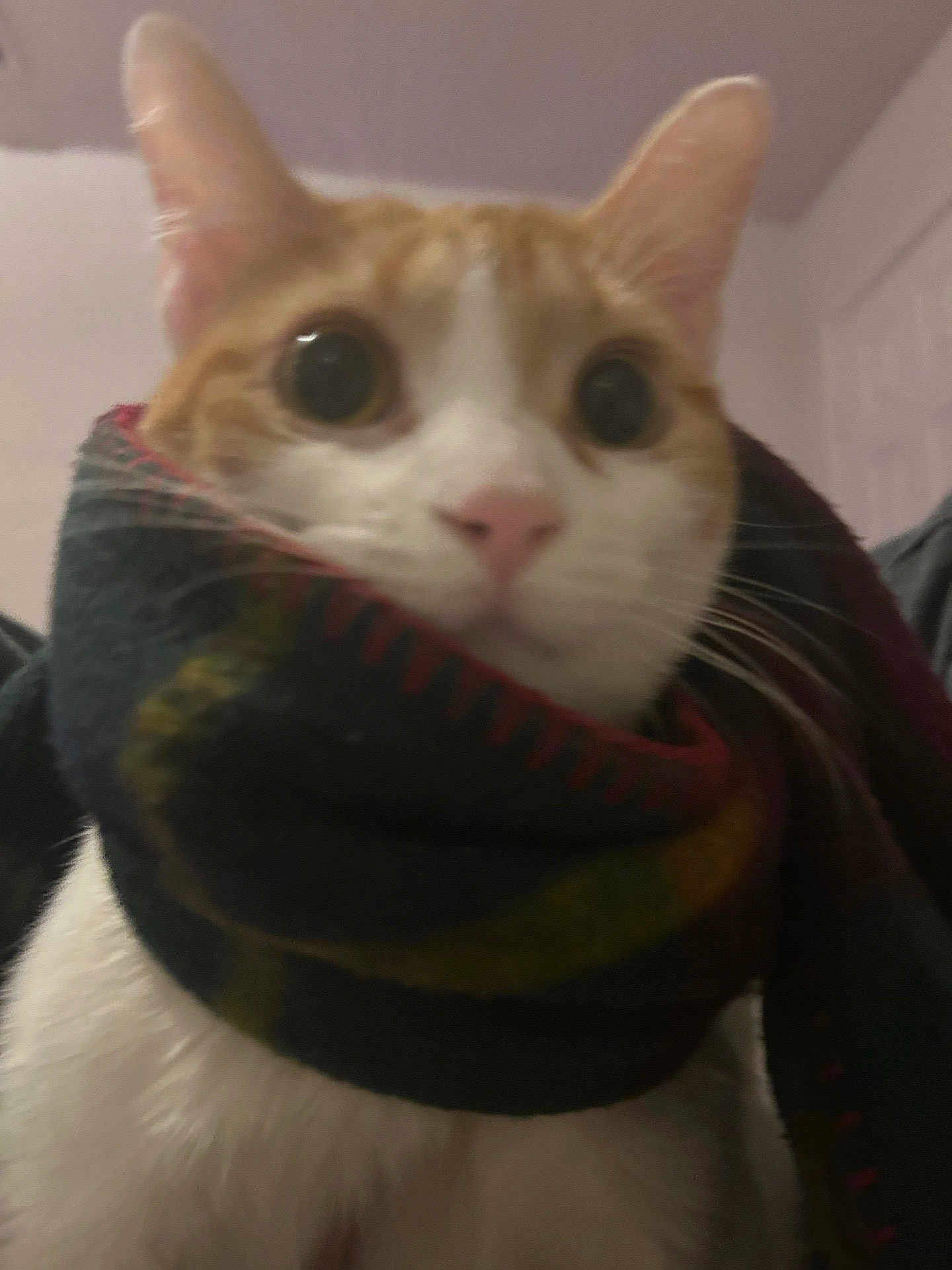 Jellybean is registered to the contest to win money with this photo: big_eyes, cat, close_up, cozy, cute, domestic_cat, ears, fabric, feline, indoor, nose, orange_cat, pet, portrait, scarf, soft_lighting, surprised_expression, wall_background, whiskers, white_fur