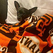 Lulu joined the competition — help win amazing prizes! dog, small_dog, black_dog, blanket, orange_blanket, patterned_blanket, cozy, indoor, pillow, resting, pet, cute, ears, fur, snuggled, comfort, animal, companion, cute_pet, relaxed