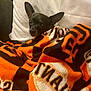 dog, small_dog, black_dog, blanket, orange_blanket, patterned_blanket, cozy, indoor, pillow, resting, pet, cute, ears, fur, snuggled, comfort, animal, companion, cute_pet, relaxed