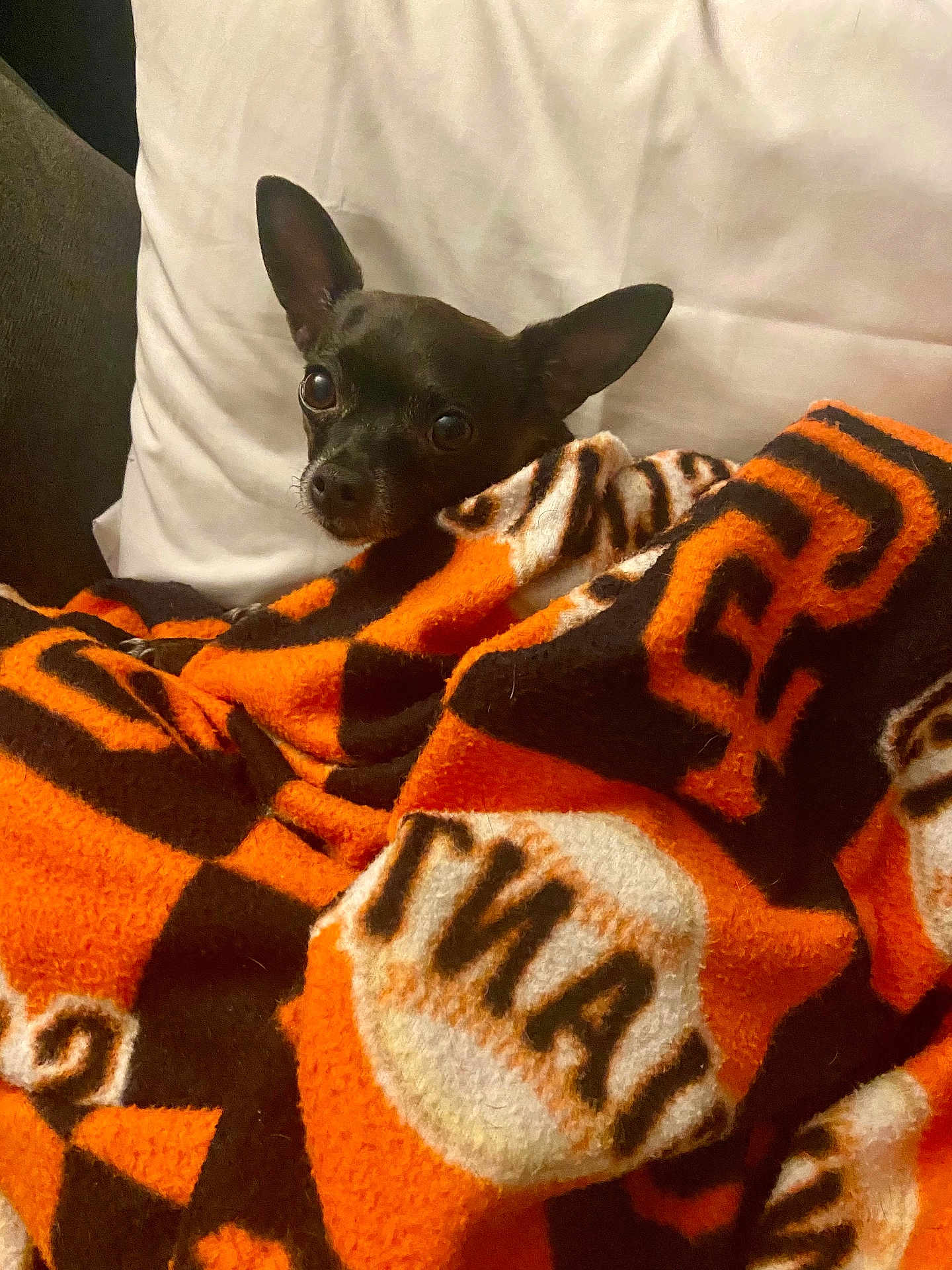 Lulu joined the competition — help win amazing prizes! dog, small_dog, black_dog, blanket, orange_blanket, patterned_blanket, cozy, indoor, pillow, resting, pet, cute, ears, fur, snuggled, comfort, animal, companion, cute_pet, relaxed