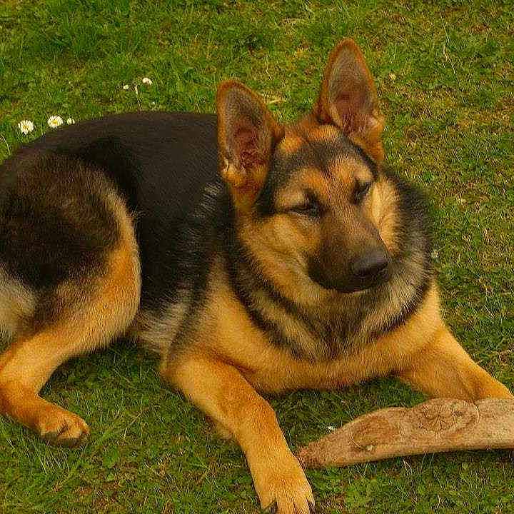 MABROUKA