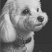 Coco is registered to the contest to win money with this photo: dog, portrait, black_and_white, fluffy, collar, pet, animal, closeup, profile, cute, fur, studio, monochrome, canine, domestic_animal, looking_away, side_view, well_groomed, charming, calm