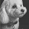 dog, portrait, black_and_white, fluffy, collar, pet, animal, closeup, profile, cute, fur, studio, monochrome, canine, domestic_animal, looking_away, side_view, well_groomed, charming, calm