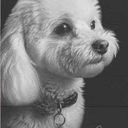 Coco is registered to the contest to win money with this photo: dog, portrait, black_and_white, fluffy, collar, pet, animal, closeup, profile, cute, fur, studio, monochrome, canine, domestic_animal, looking_away, side_view, well_groomed, charming, calm