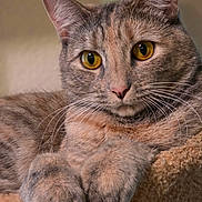Remi is registered to the contest to win money with this photo: cat, tabby_cat, close_up, pet, animal, whiskers, paws, fur, amber_eyes, relaxed, resting, cozy, indoor, portrait, feline, cute, soft_texture, domestic_animal, mammal, calm