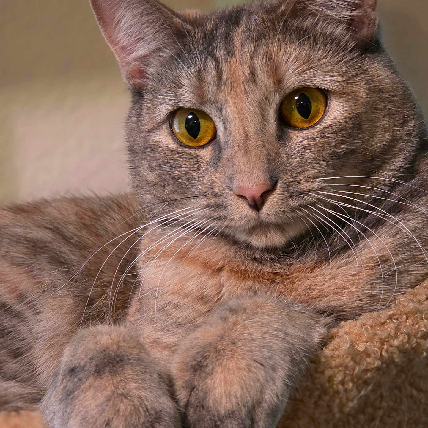 Remi is registered to the contest to win money with this photo: amber_eyes, animal, calm, cat, close_up, cozy, cute, domestic_animal, feline, fur, indoor, mammal, paws, pet, portrait, relaxed, resting, soft_texture, tabby_cat, whiskers