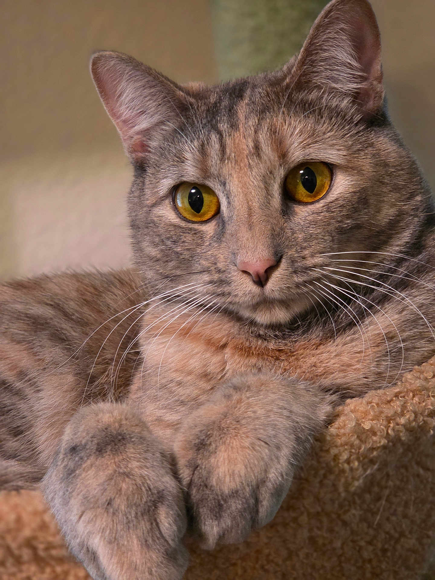 Remi is registered to the contest to win money with this photo: cat, tabby_cat, close_up, pet, animal, whiskers, paws, fur, amber_eyes, relaxed, resting, cozy, indoor, portrait, feline, cute, soft_texture, domestic_animal, mammal, calm