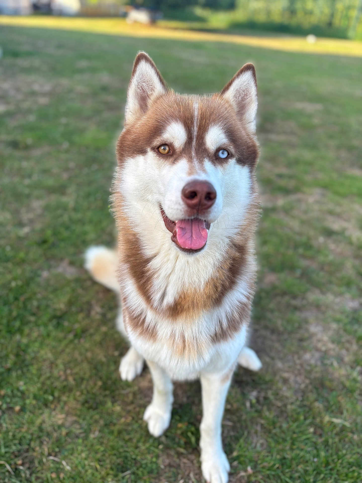 Tommy a rejoint le concours — aidez-le/la à gagner de superbes lots ! dog, husky, canine, pet, animal, grass, outdoor, happy, tongue_out, ears_up, heterochromia, brown_and_white_fur, sitting, looking_at_camera, nature, friendly, mammal, close_up, portrait, daylight