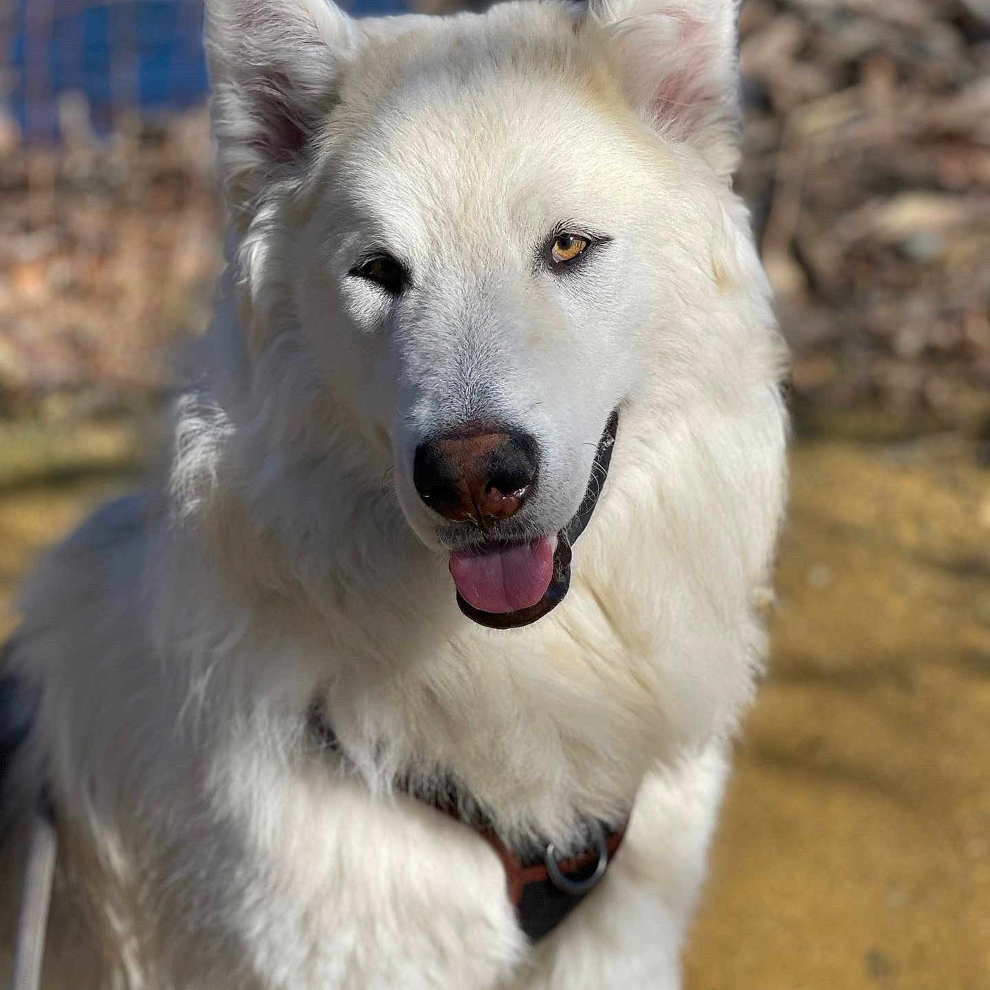 Zeus joined the competition — help win amazing prizes! animal, ball, bodypart, canine, dog, eskimodog, football, husky, mouth, nature, person, pet, puppy, snout, soccer, soccerball, sport, tongue, whitedog, wolf