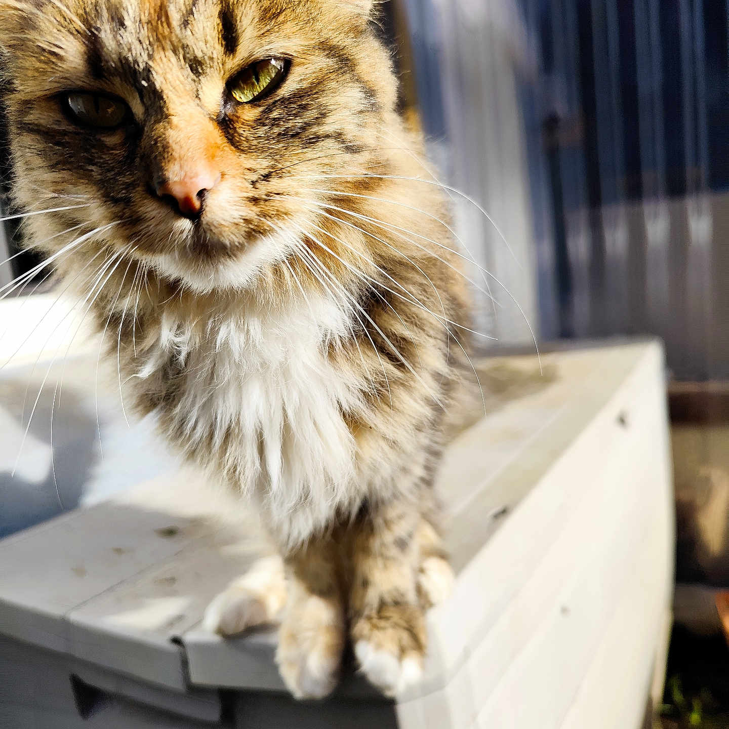 Dior a rejoint le concours — aidez-le/la à gagner de superbes lots ! abyssinian, animal, box, brasssection, cat, computerhardware, den, electronics, furniture, hardware, hardwood, horn, kitten, manx, musicalinstrument, pet, plywood, siamese, tub, wood
