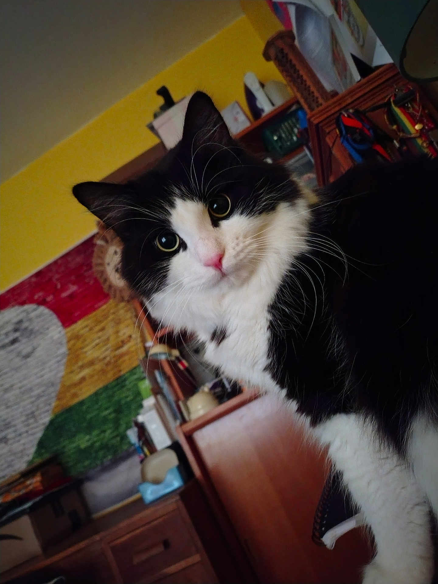 Domino joined the competition — help win amazing prizes! cat, black_and_white, indoor, furniture, curious, fluffy, eyes, face, whiskers, decor, shelf, cabinet, colorful, room, wooden, household_items, pet, portrait, cozy, domestic