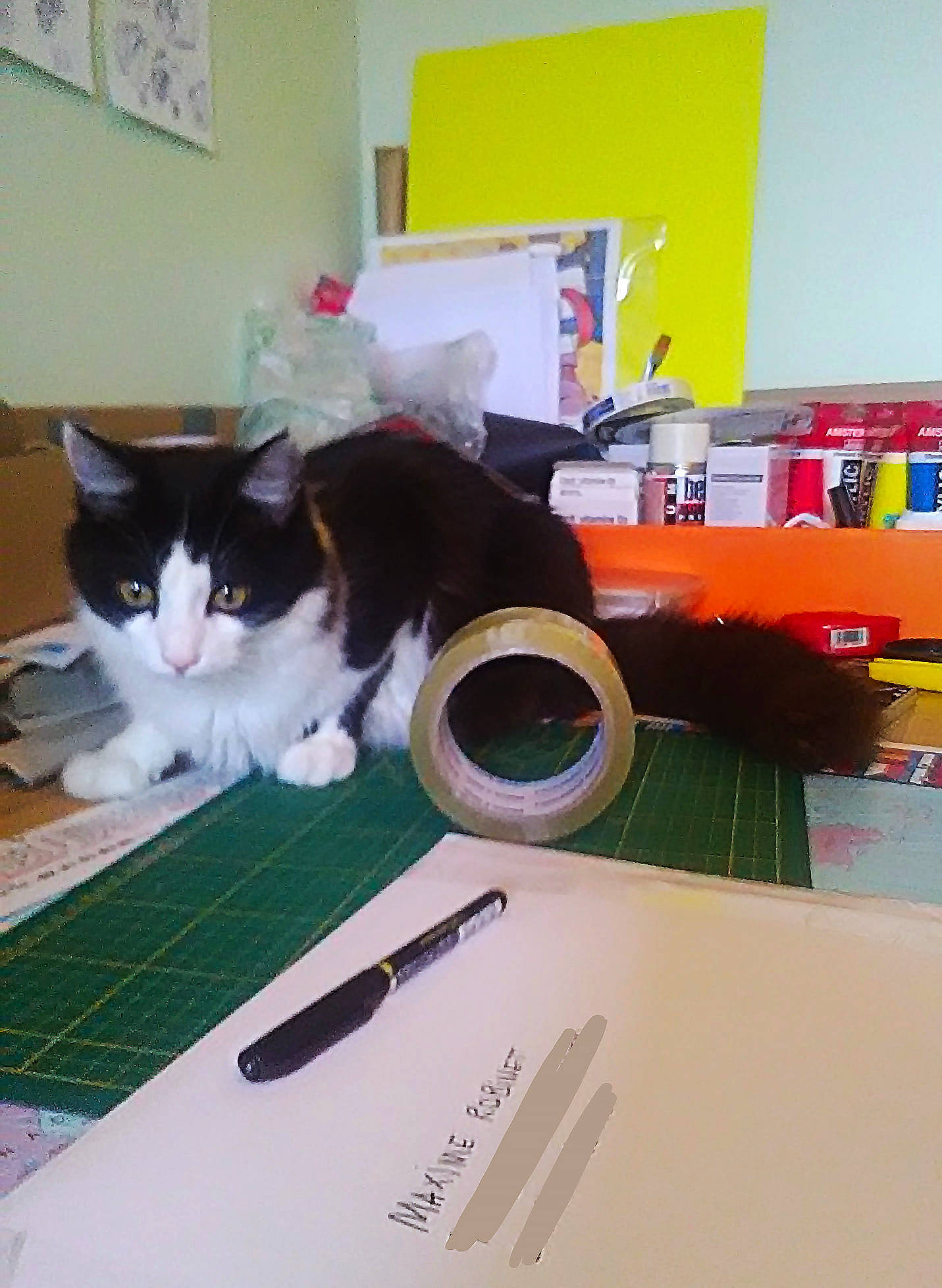 Nori participe au concours pour gagner de l'argent avec cette photo : box, carnivore, cat, domestic_short_haired_cat, felidae, small_to_medium_sized_cats, whiskers