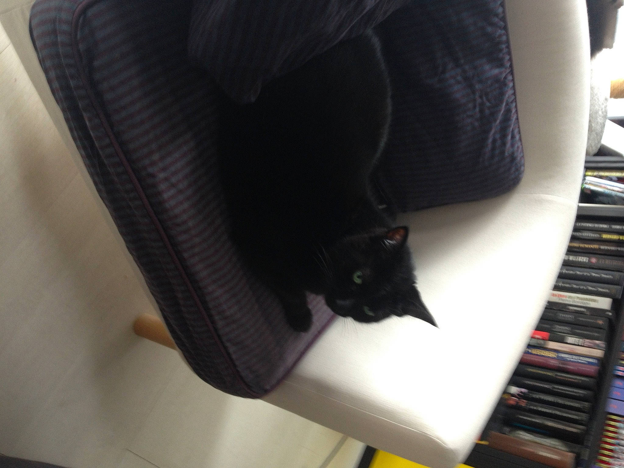 Macha a rejoint le concours — aidez-le/la à gagner de superbes lots ! auto_part, car_seat, cat, comfort, leg, material_property, shoe, thigh