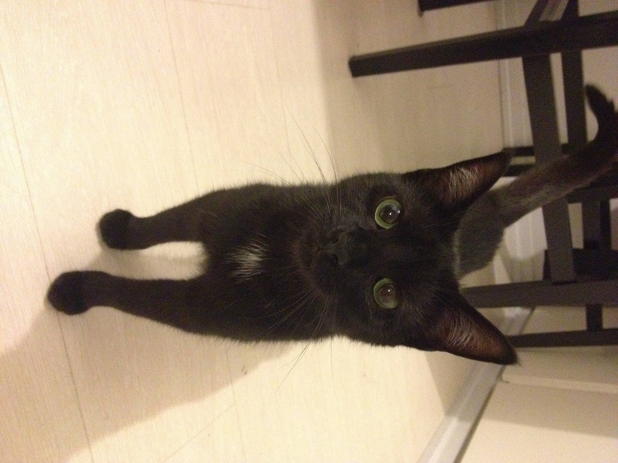 Macha a rejoint le concours — aidez-le/la à gagner de superbes lots ! black_cat, bombay, canidae, carnivore, cat, domestic_short_haired_cat, felidae, kitten, korat, mammal, russian_blue, small_to_medium_sized_cats, tail, whiskers