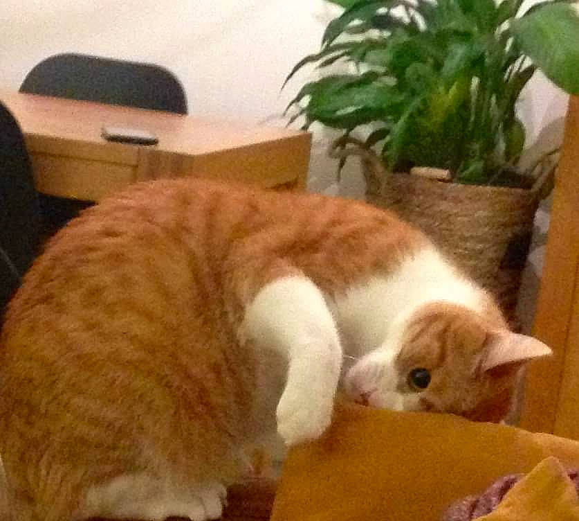 Nénette a rejoint le concours — aidez-le/la à gagner de superbes lots ! carnivore, cat, comfort, domestic_short_haired_cat, fawn, felidae, flooring, flowerpot, fur, hardwood, houseplant, lap, paw, plant, small_to_medium_sized_cats, snout, tail, whiskers, window, wood