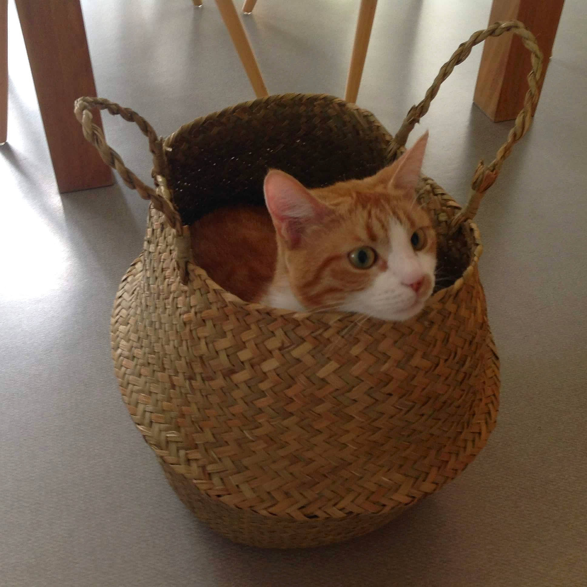 Nénette participe au concours pour gagner de l'argent avec cette photo : basket, carnivore, cat, chair, comfort, domestic_short_haired_cat, fawn, felidae, fur, pet_supply, plant, shelf, small_to_medium_sized_cats, storage_basket, tail, twig, whiskers, wicker, wood, wool