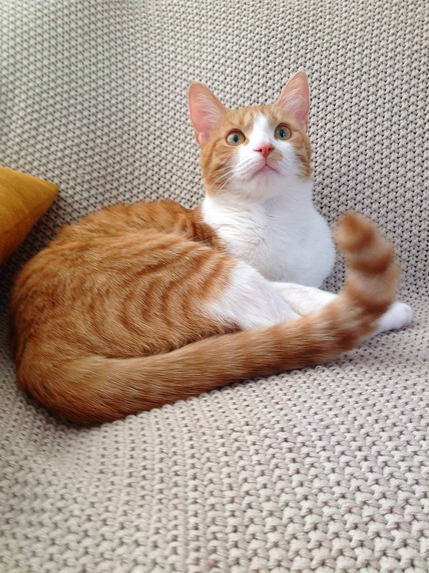 Nénette a rejoint le concours — aidez-le/la à gagner de superbes lots ! art, carnivore, cat, cat_supply, comfort, domestic_short_haired_cat, fawn, felidae, flooring, foot, fur, hardwood, paw, peach, sitting, small_to_medium_sized_cats, snout, tail, whiskers, wood