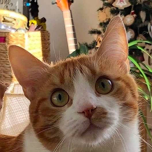 Nénette a rejoint le concours — aidez-le/la à gagner de superbes lots ! carnivore, cat, domestic_short_haired_cat, felidae, flowerpot, fur, houseplant, pet_supply, plant, small_to_medium_sized_cats, snout, whiskers, window, wood