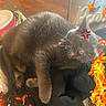 cat, gray_cat, angry, fire, flames, fur, pet, animal, indoor, expression, whiskers, mouth_open, claws, feline, closeup, cute, domestic_cat, fur_texture, eyes, paws