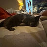 Luna joined the competition — help win amazing prizes! cat, living_room, couch, lamp, blanket, vase, fireplace, window, decor, furniture, pet, cozy, indoor, relaxing, soft_light, gray_cat, textured_fabric, home, table, curtain
