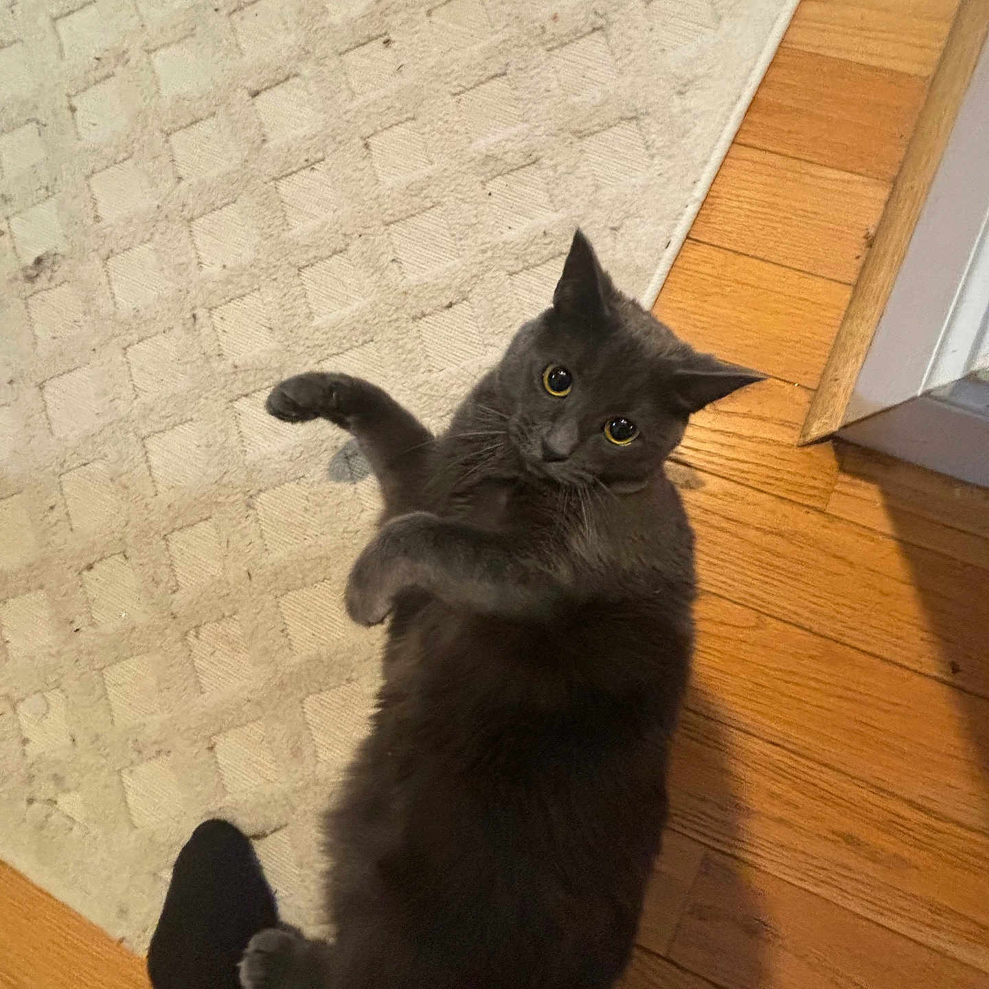 Luna
