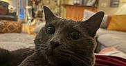 Luna is registered to the contest to win money with this photo: cat, gray_cat, close_up, wide_eyes, curious, indoor, living_room, sofa, couch, lamp, home_decor, whiskers, pet, feline, cozy, blurred_background, warm_lighting, relaxed, domestic_animal, furry